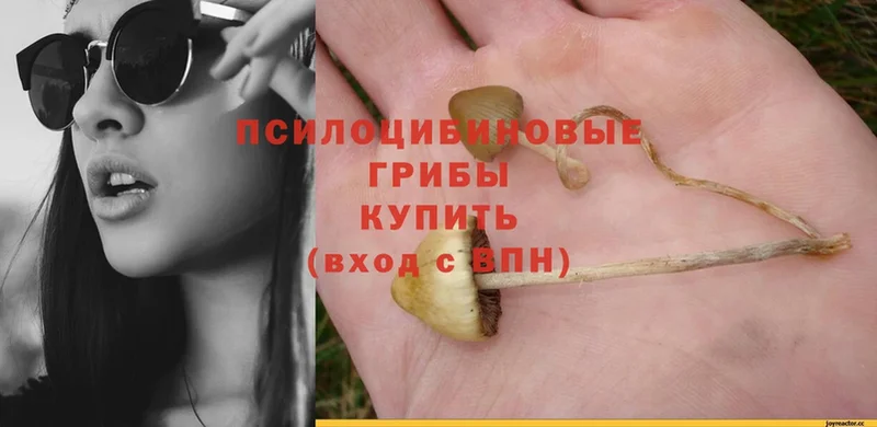 дарнет шоп  Белореченск  Псилоцибиновые грибы Psilocybe 